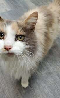adoptable cats at the humane society of del norte county