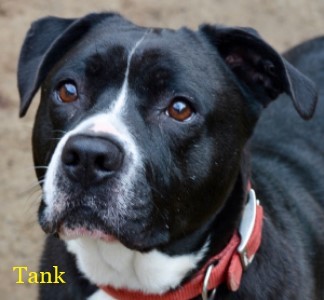 adoptable dog in mendocino county, mendocino coast humane society